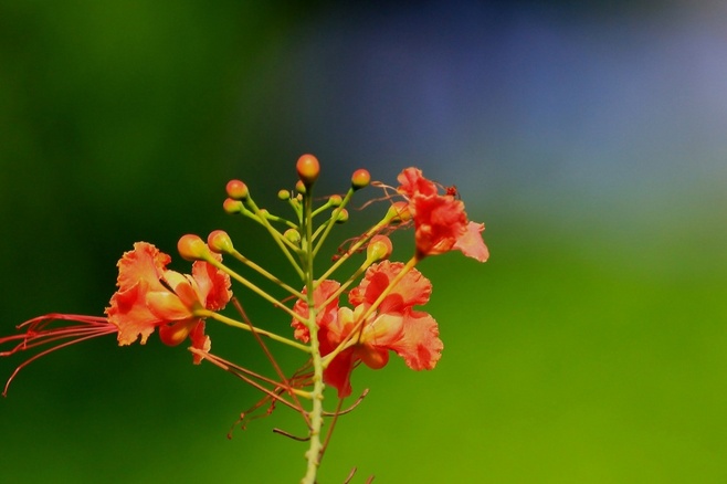 白芨花图片 白芨图片 白芨植物图片图片