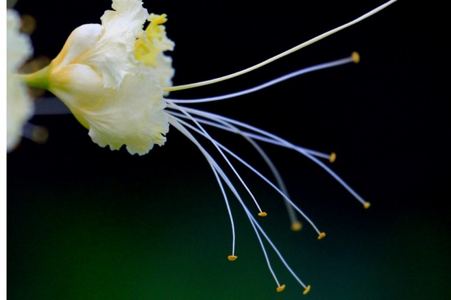白芨花图片 白芨图片 白芨植物图片图片