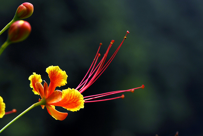 白芨花图片 白芨图片 白芨植物图片图片