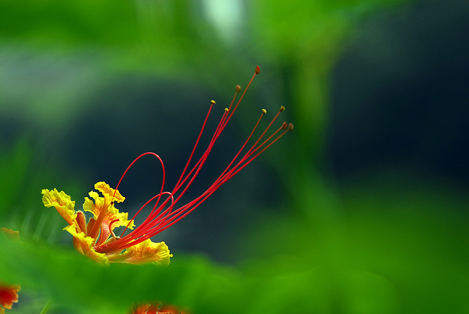 白芨花图片 白芨图片 白芨植物图片图片