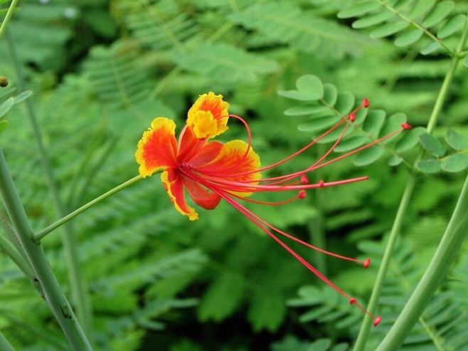 白芨花图片 白芨图片 白芨植物图片图片