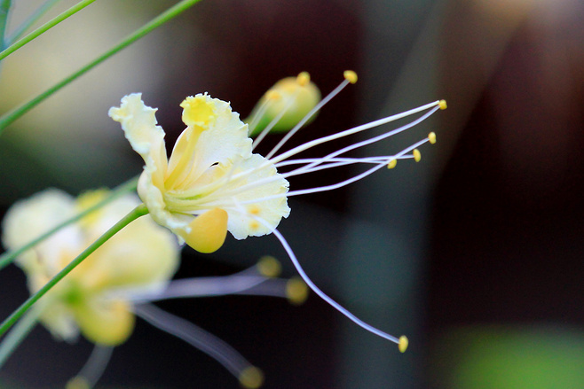 白芨花图片 白芨图片 白芨植物图片图片