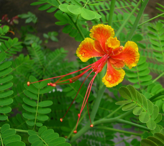白芨花图片 白芨图片 白芨植物图片图片