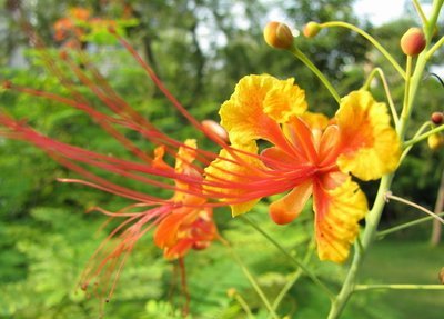 白芨花图片 白芨图片 白芨植物图片图片