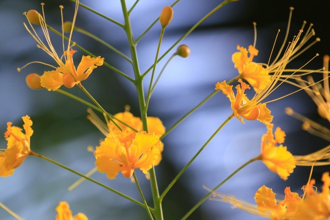白芨花图片 白芨图片 白芨植物图片图片