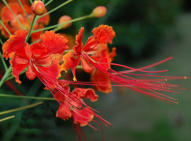 白芨花图片 白芨图片 白芨植物图片图片
