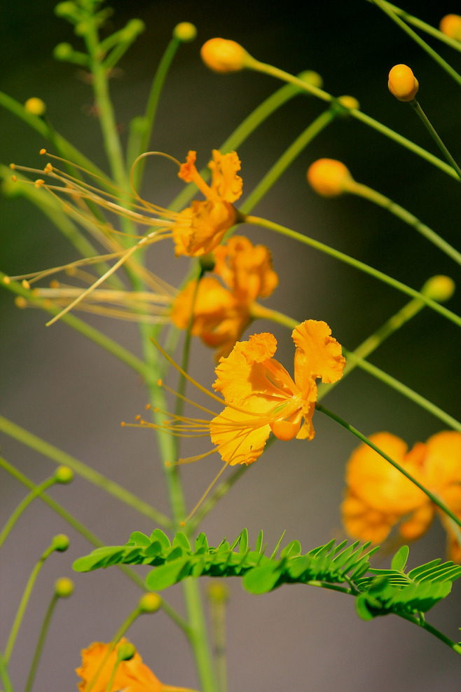 白芨花图片 白芨图片 白芨植物图片图片
