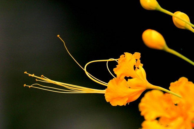 白芨花图片 白芨图片 白芨植物图片图片