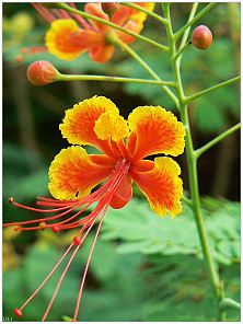 白芨花图片 白芨图片 白芨植物图片图片