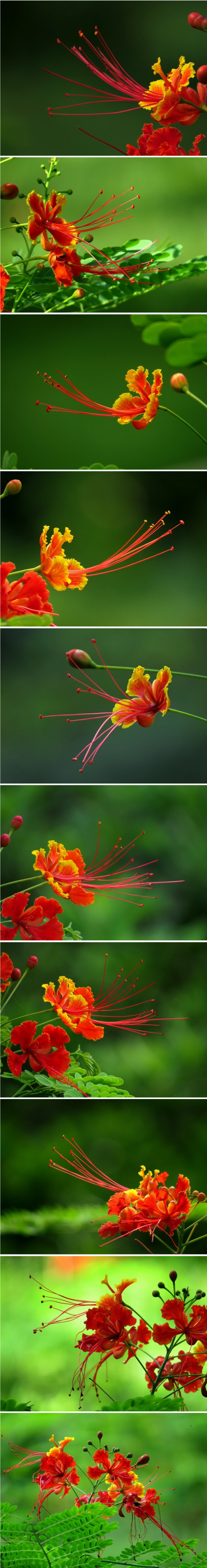 白芨花图片 白芨图片 白芨植物图片图片