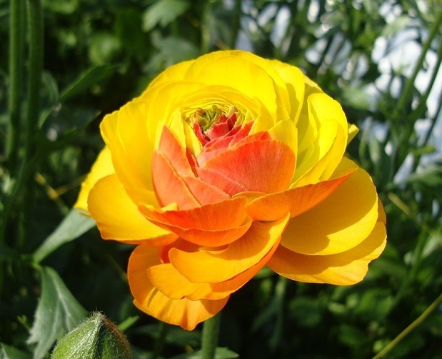 白芨花图片 白芨图片 白芨植物图片图片