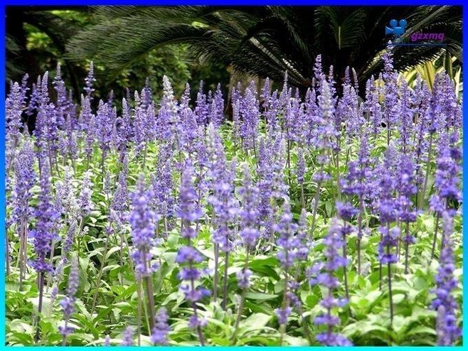 石竹花图片 石竹图片 石竹植物图片图片