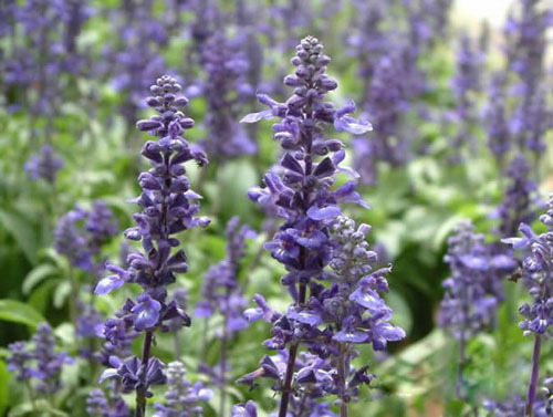 石竹花图片 石竹图片 石竹植物图片图片