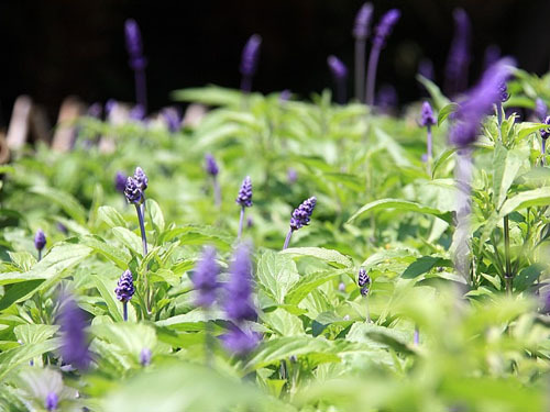 白芨花图片 白芨图片 白芨植物图片图片