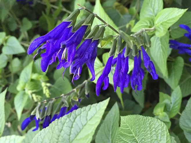 石竹花图片 石竹图片 石竹植物图片图片