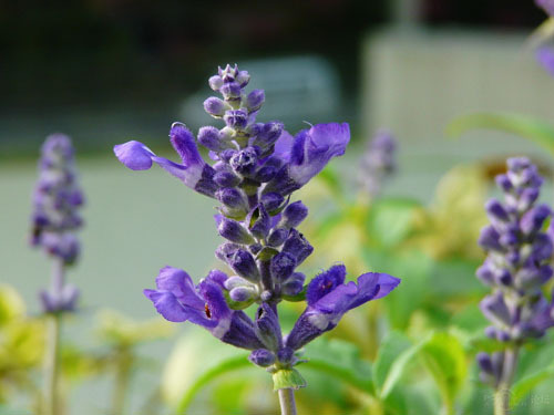 石竹花图片 石竹图片 石竹植物图片图片