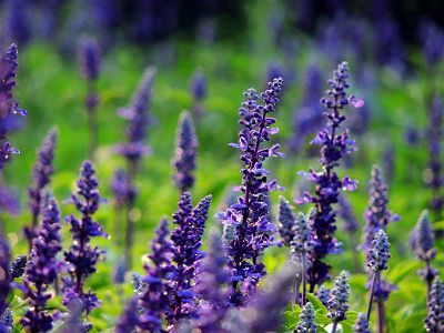 石竹花图片 石竹图片 石竹植物图片图片
