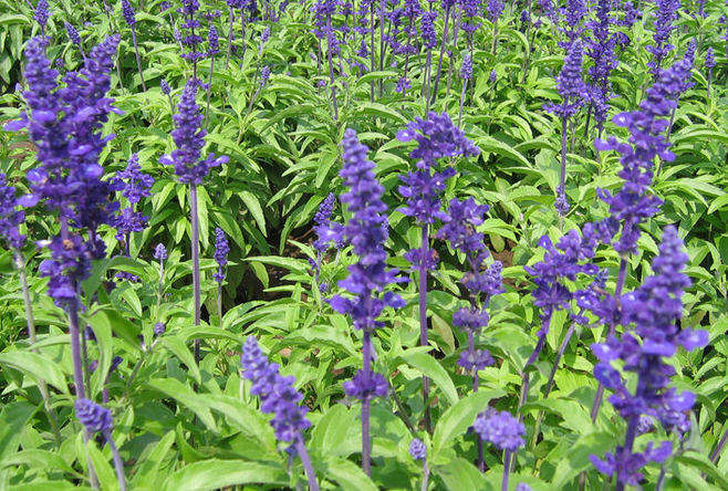 石竹花图片 石竹图片 石竹植物图片图片