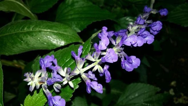 石竹花图片 石竹图片 石竹植物图片图片