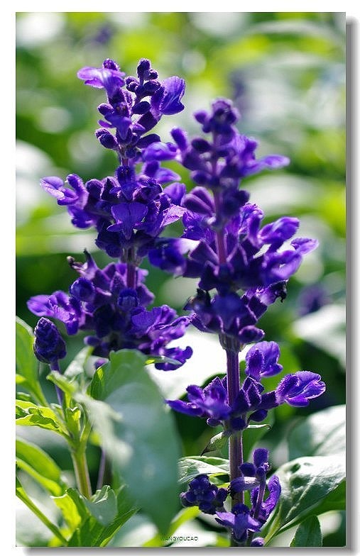 石竹花图片 石竹图片 石竹植物图片图片