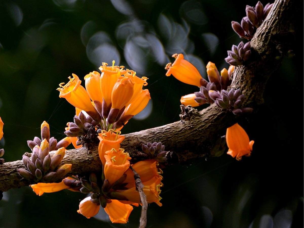 石竹花图片 石竹图片 石竹植物图片图片