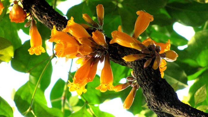 白芨花图片 白芨图片 白芨植物图片图片