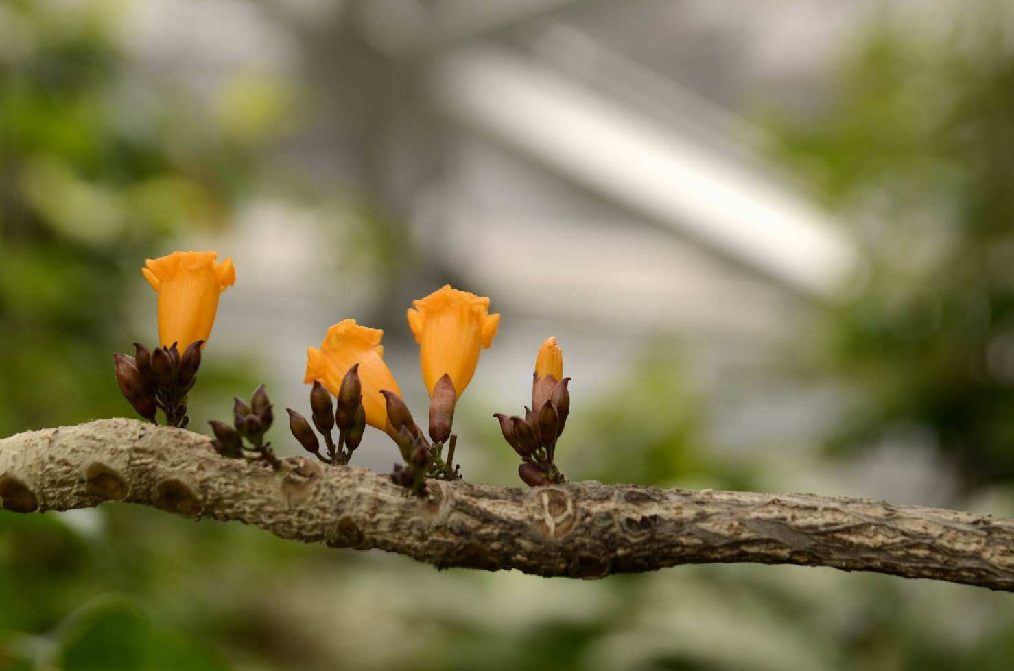 白芨花图片 白芨图片 白芨植物图片图片