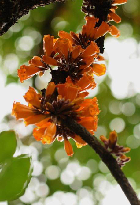 白芨花图片 白芨图片 白芨植物图片图片