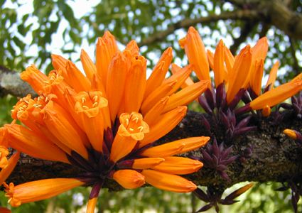 白芨花图片 白芨图片 白芨植物图片图片