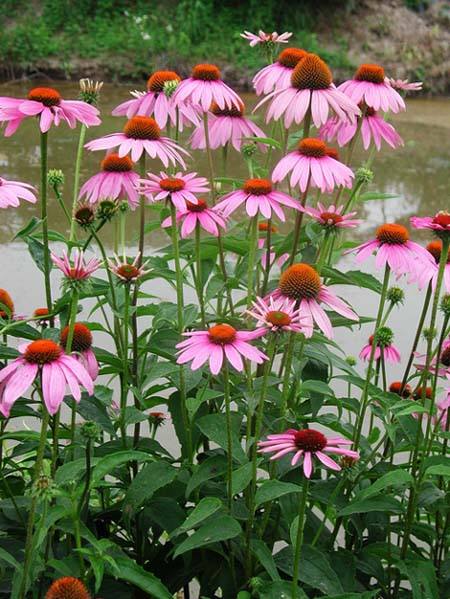 白芨花图片 白芨图片 白芨植物图片图片
