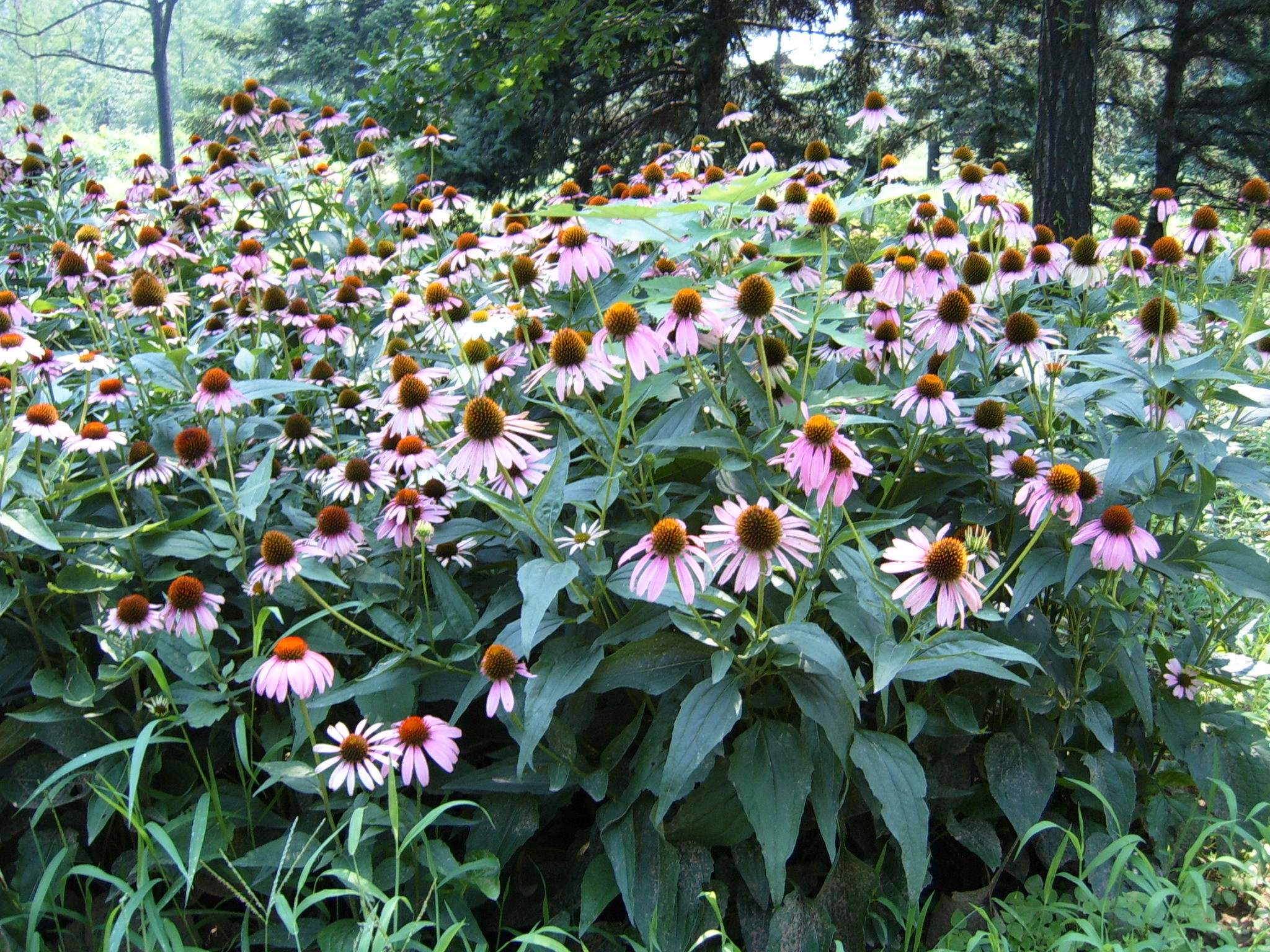 白芨花图片 白芨图片 白芨植物图片图片