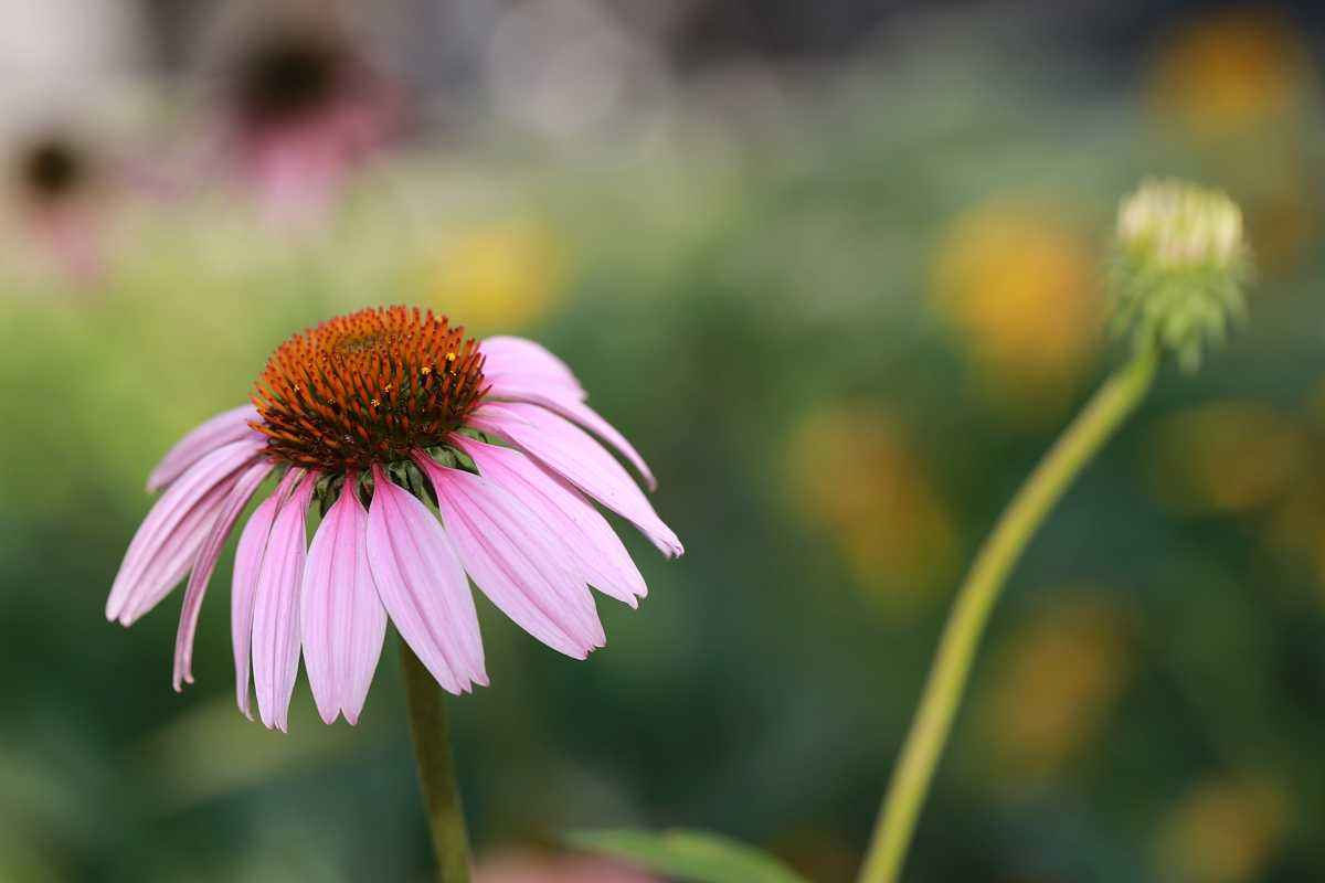 白芨花图片 白芨图片 白芨植物图片图片