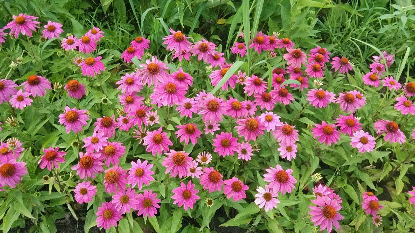 石竹花图片 石竹图片 石竹植物图片图片