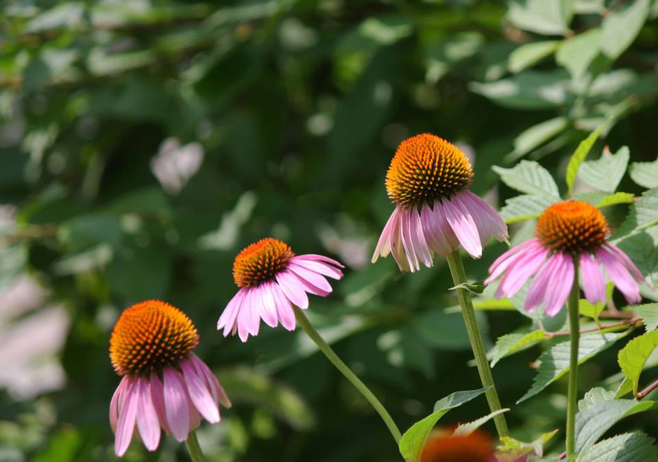 白芨花图片 白芨图片 白芨植物图片图片