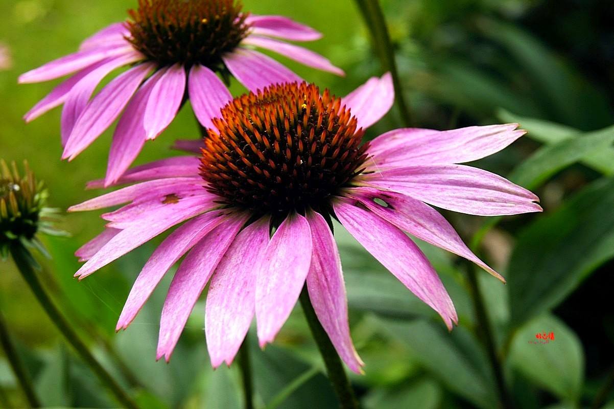 白芨花图片 白芨图片 白芨植物图片图片