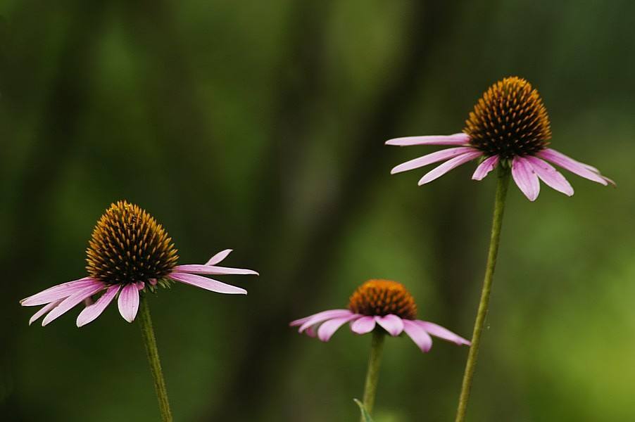 白芨花图片 白芨图片 白芨植物图片图片