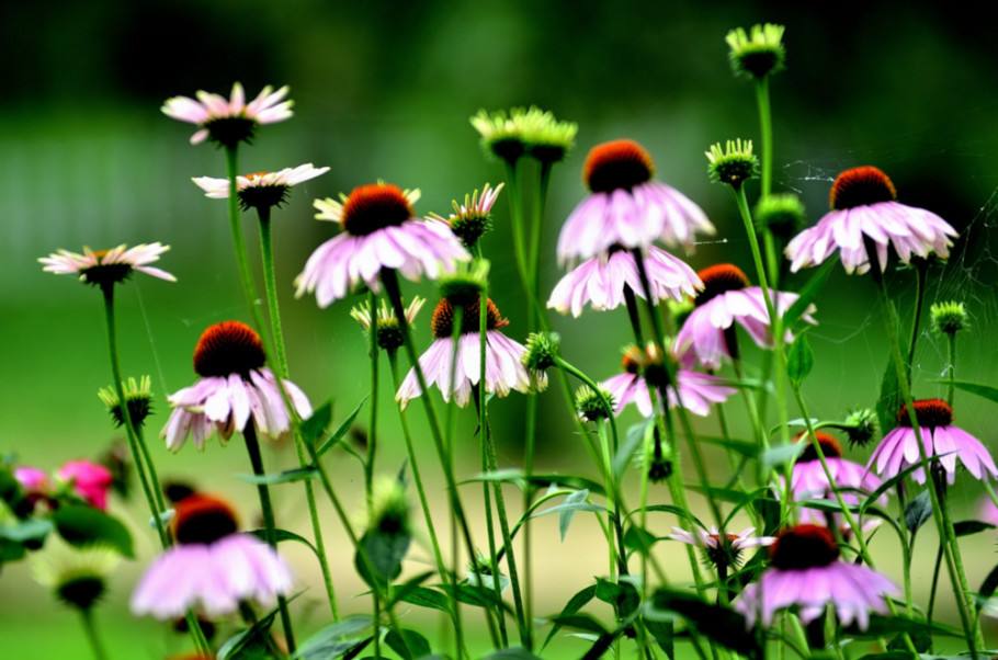 白芨花图片 白芨图片 白芨植物图片图片