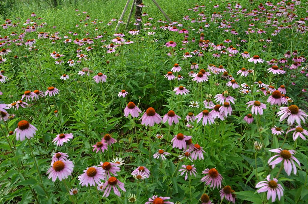 白芨花图片 白芨图片 白芨植物图片图片