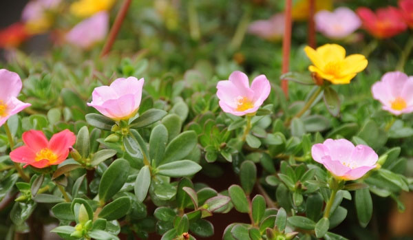石竹花图片 石竹图片 石竹植物图片图片