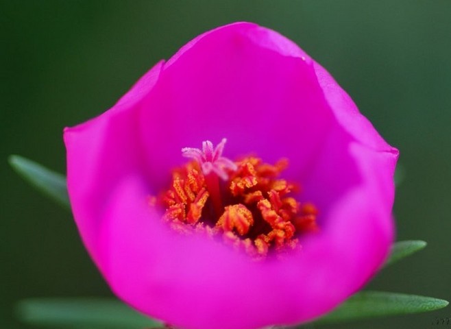石竹花图片 石竹图片 石竹植物图片图片