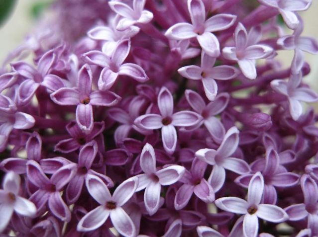 石竹花图片 石竹图片 石竹植物图片图片