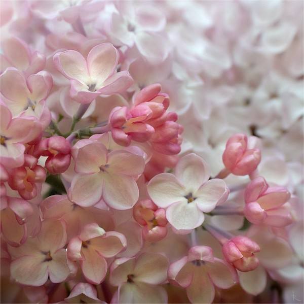 石竹花图片 石竹图片 石竹植物图片图片