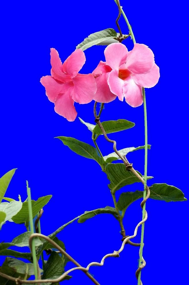 石竹花图片 石竹图片 石竹植物图片图片