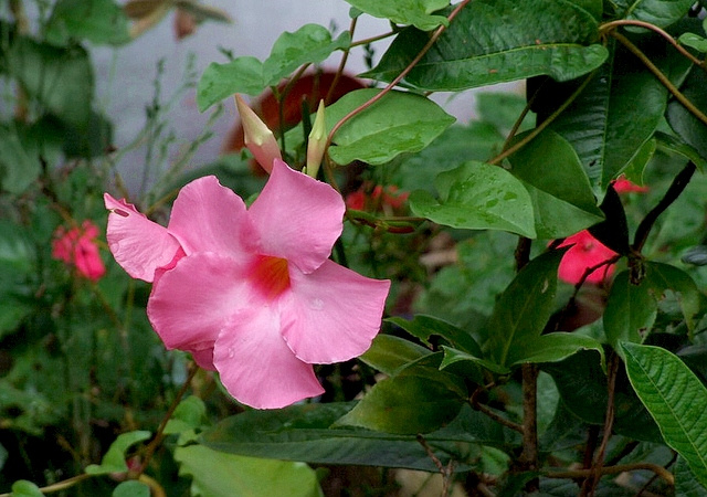 石竹花图片 石竹图片 石竹植物图片图片
