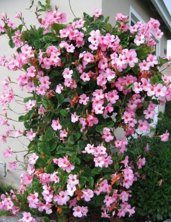 石竹花图片 石竹图片 石竹植物图片图片