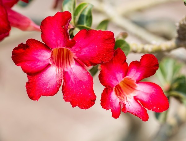 石竹花图片 石竹图片 石竹植物图片图片