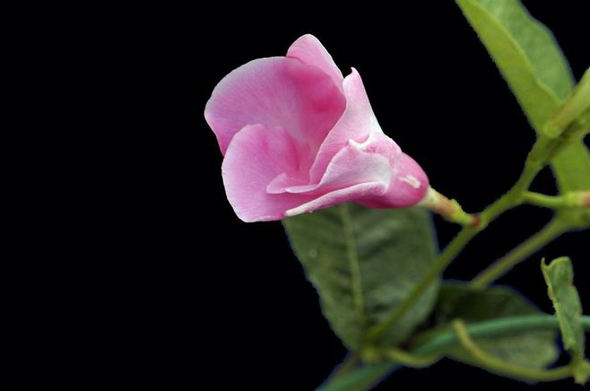 石竹花图片 石竹图片 石竹植物图片图片