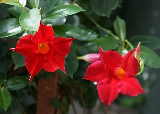 石竹花图片 石竹图片 石竹植物图片图片