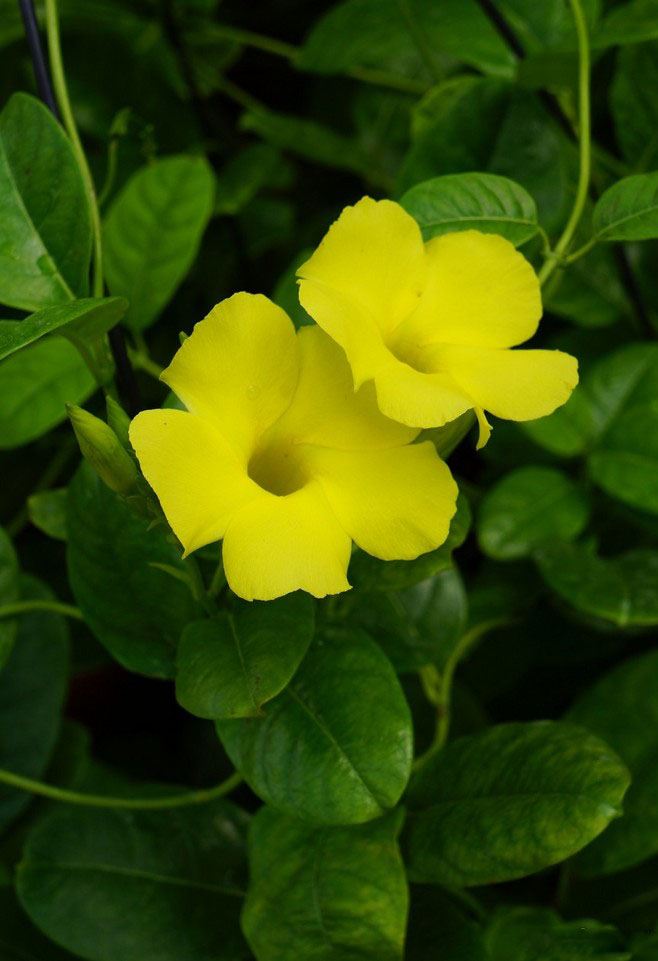 石竹花图片 石竹图片 石竹植物图片图片