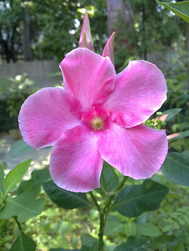 石竹花图片 石竹图片 石竹植物图片图片